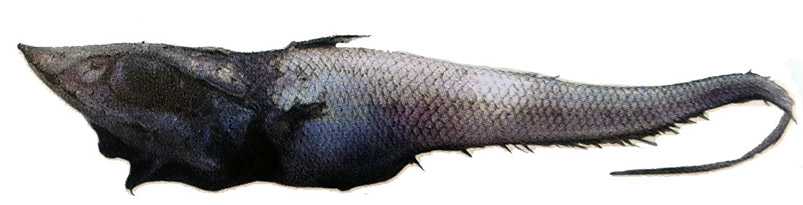 Coelorinchus mediterraneus_01